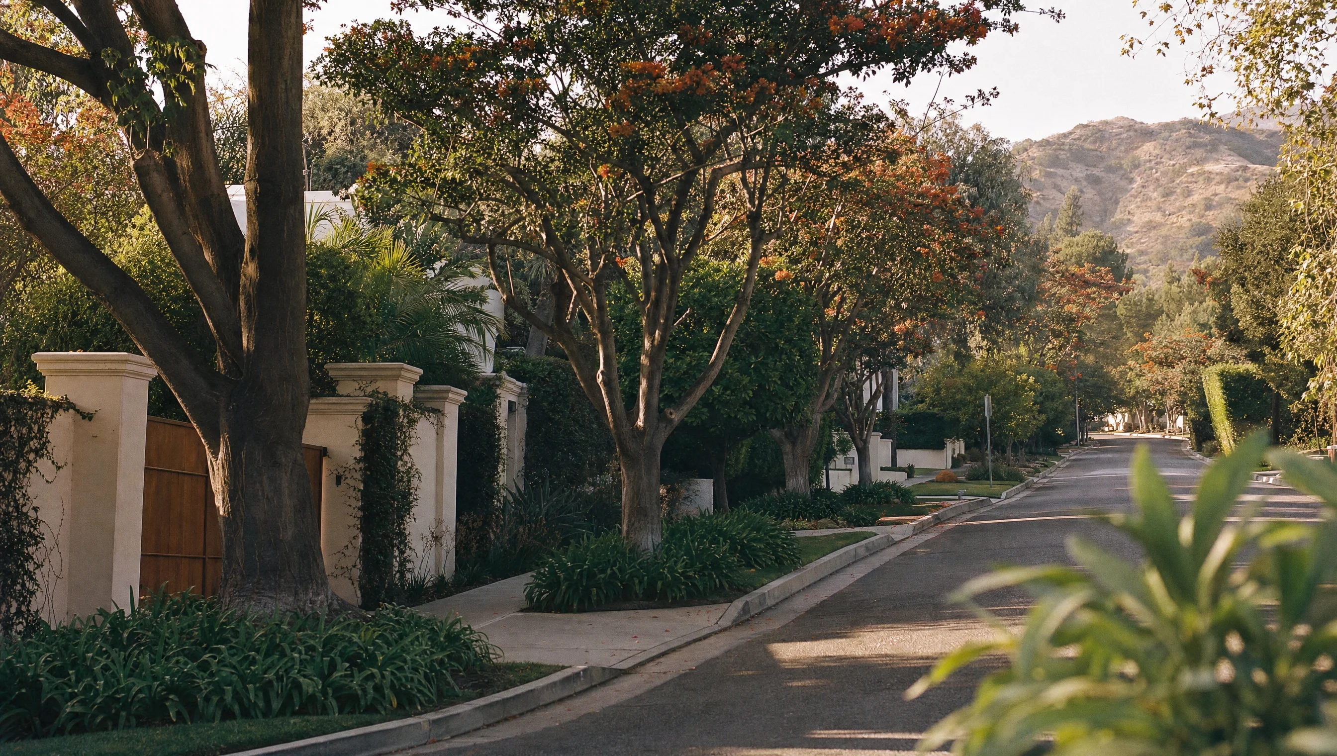 Brentwood tree-lined residential street