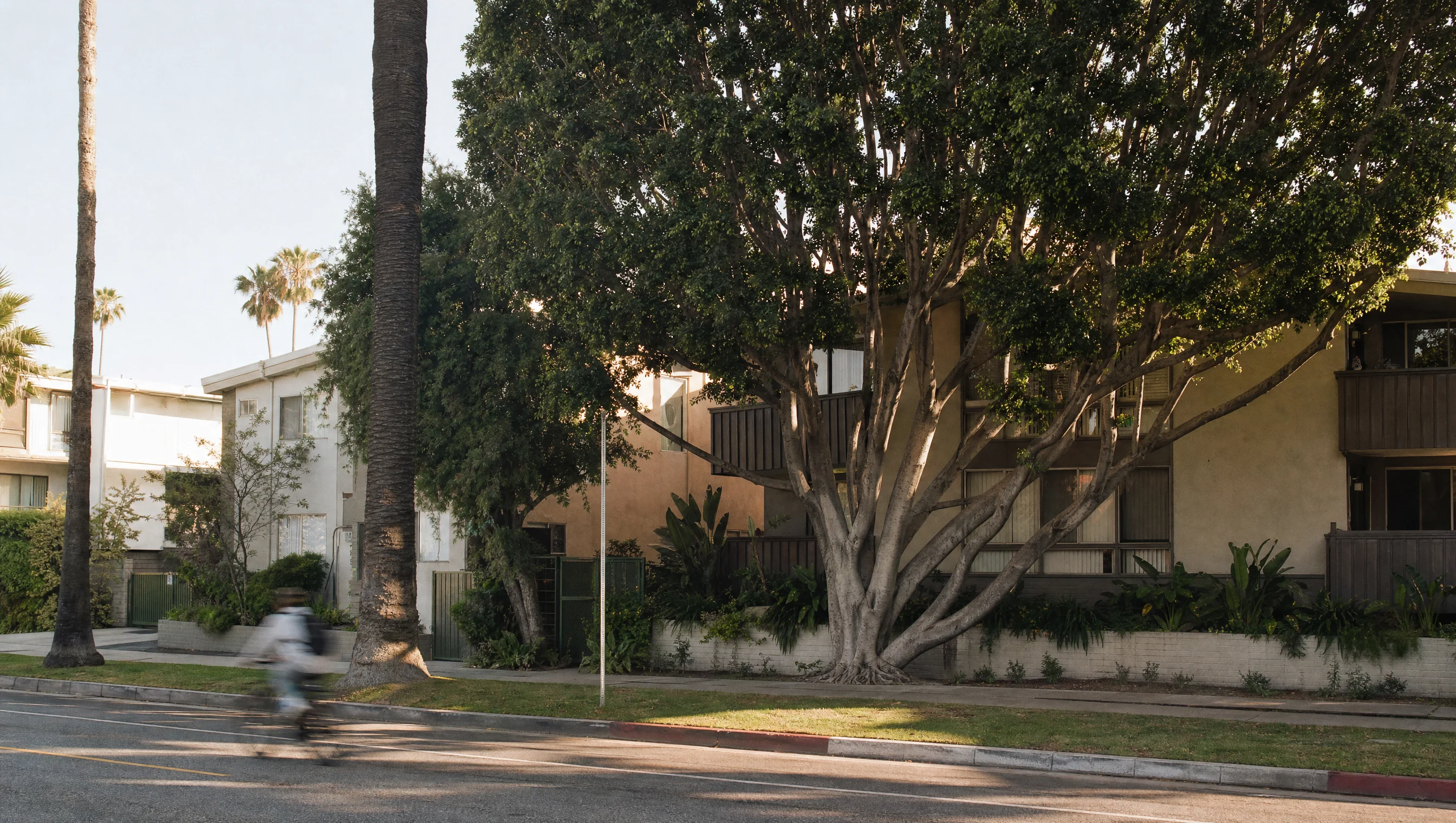Palms apartment street with mature trees and warm light
